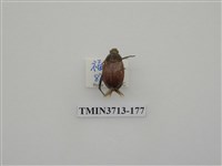 藏品(金龜子科)的圖片